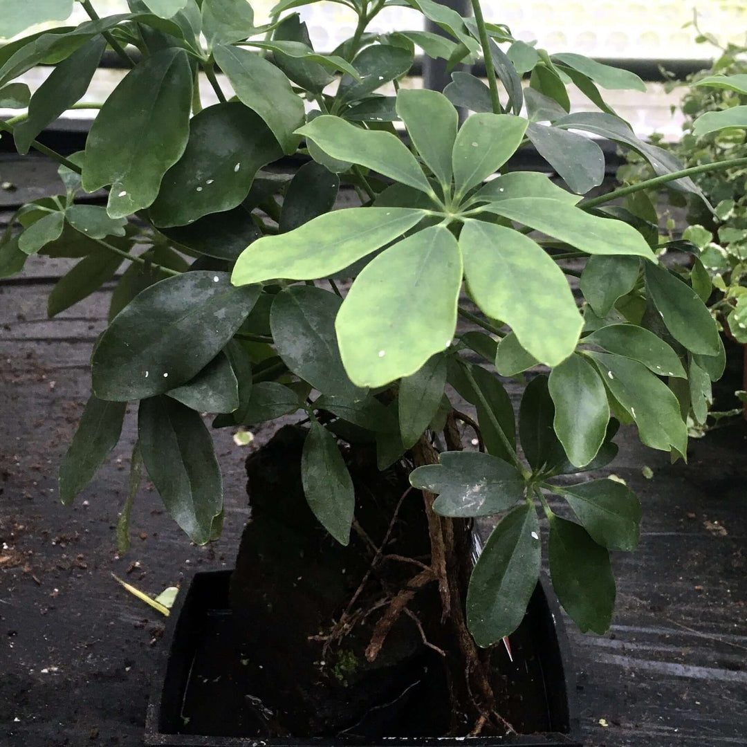 Dwarf Umbrella Tree on Lava Rock (Schefflera arboricola)