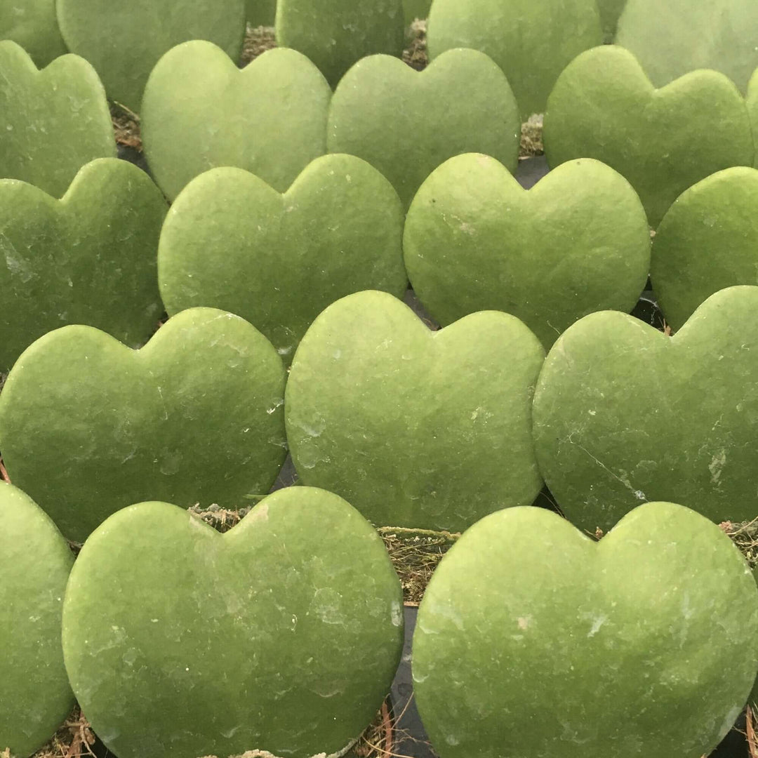 Heart Leaf Hoya (Hoya kerrii)