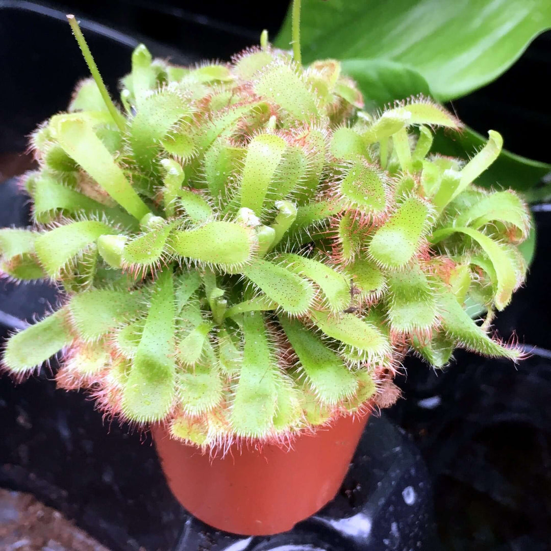 Alice Sundew (Drosera aliciae)