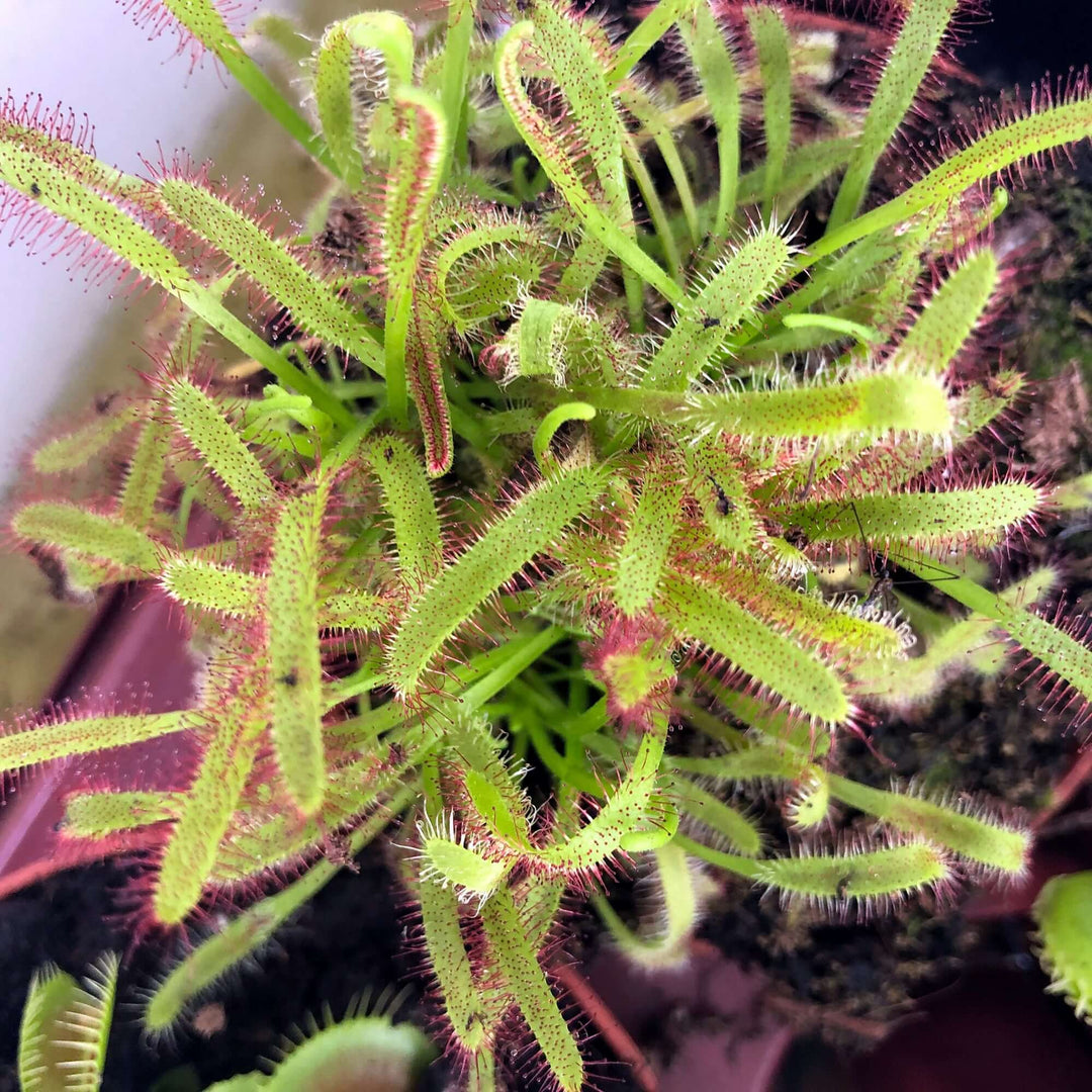 Cape Sundew (Drosera capensis)