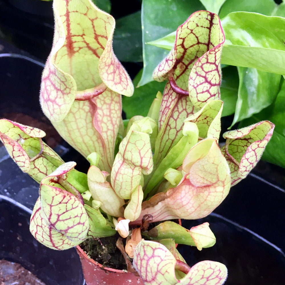 Trumpet Pitcher Plant (Sarracenia sp.)