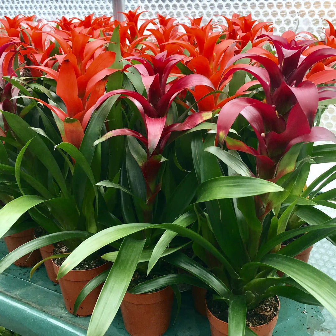 Bromeliad (Guzmania sp.) - 15cm