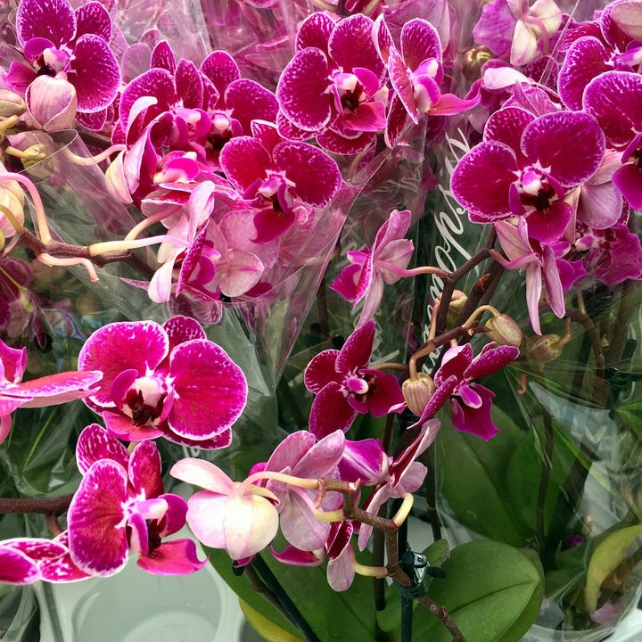 Orchid Purple (Phalaenopsis sp.)