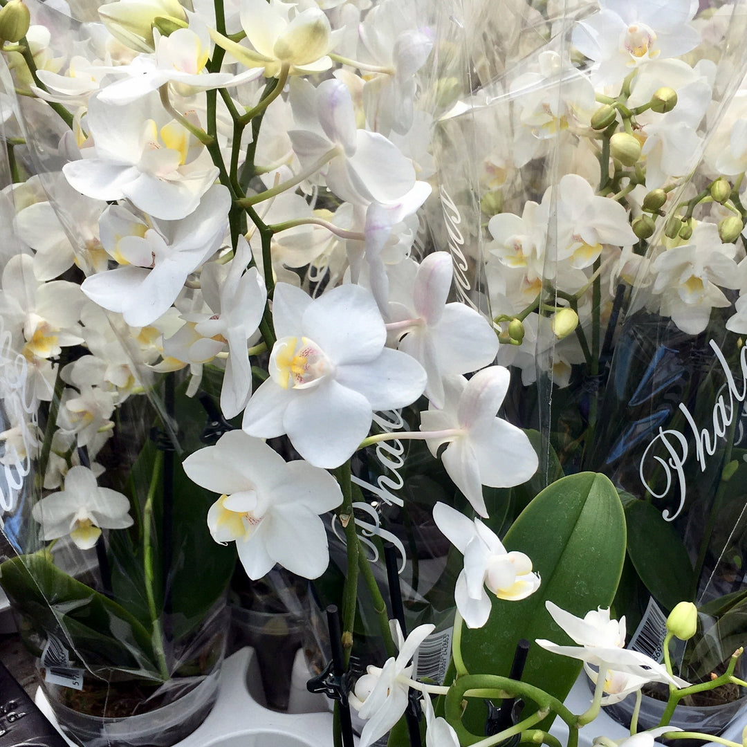 Moth Orchid White (Phalaenopsis sp.)