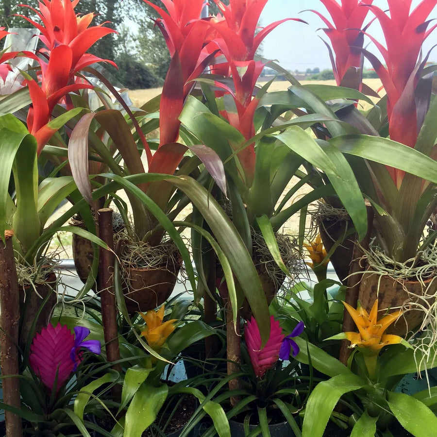 Bromeliad - Our Choice