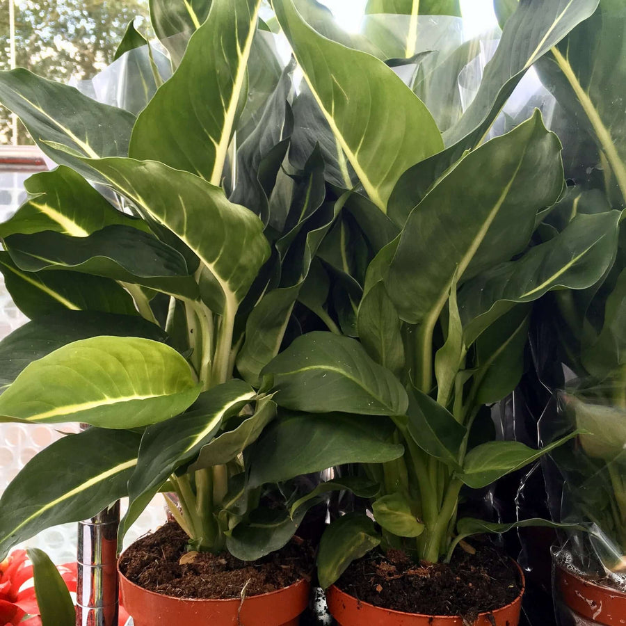 Dumb Cane (Dieffenbachia sp.)