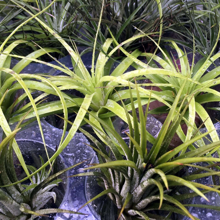 Bromeliad (Tillandsia sp.) - No Pot