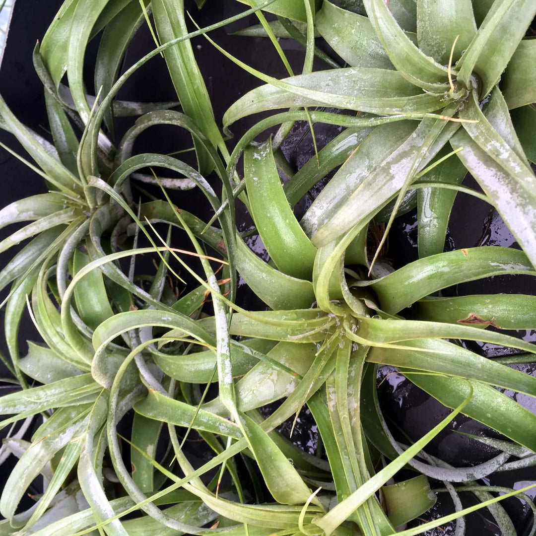 Bromeliad (Tillandsia xerographica) - No Pot