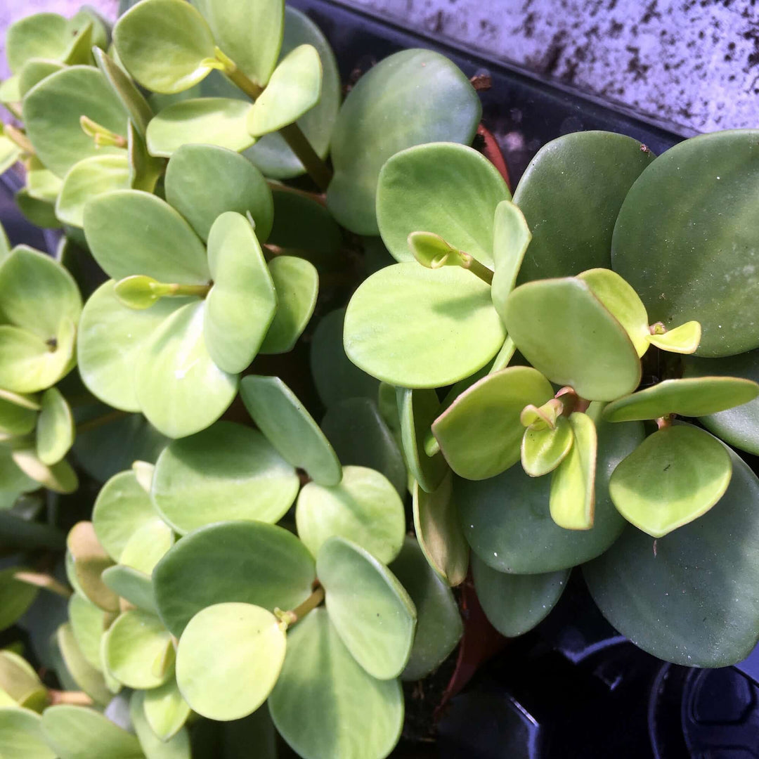 Acorn Peperomia (Peperomia tetraphylla 'Hope')