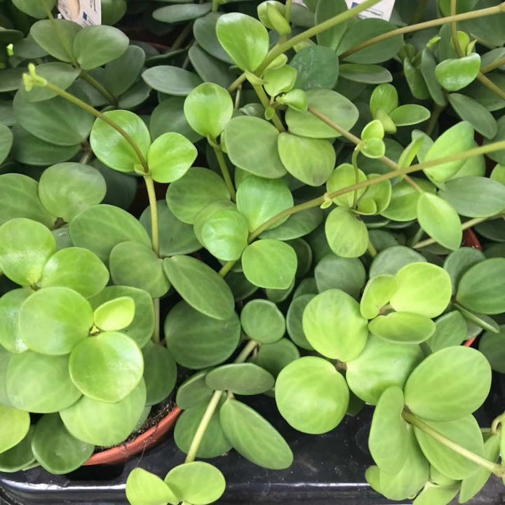 Acorn Peperomia (Peperomia tetraphylla 'Hope')