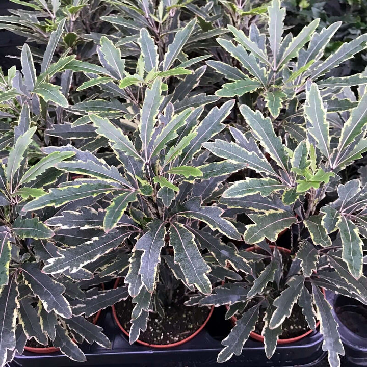 False aralia (Schefflera elegantissima)