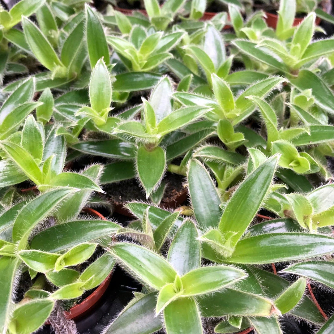 White velvet Tradescantia (Tradescantia sillamontana)