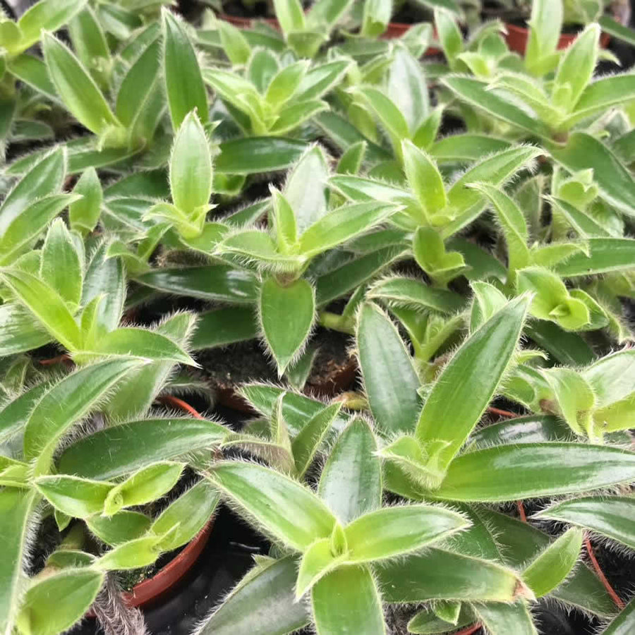 Tradescantia 'Velvet Hill'