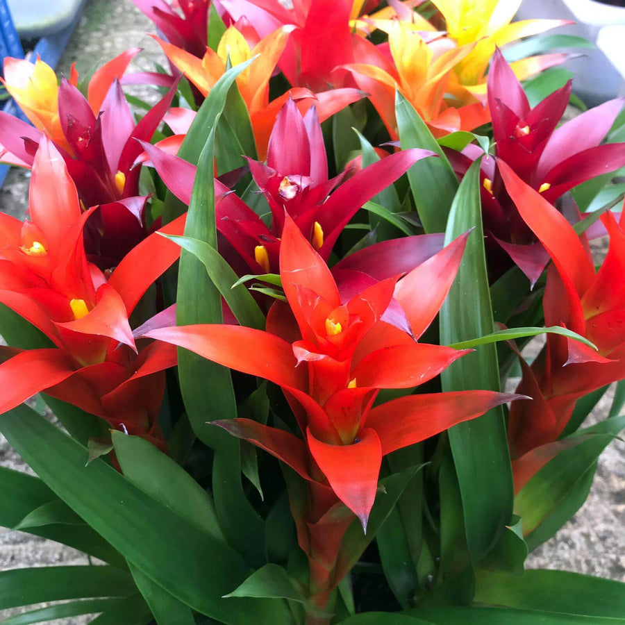 Bromeliad 'mixed colours' (Guzmania sp.)