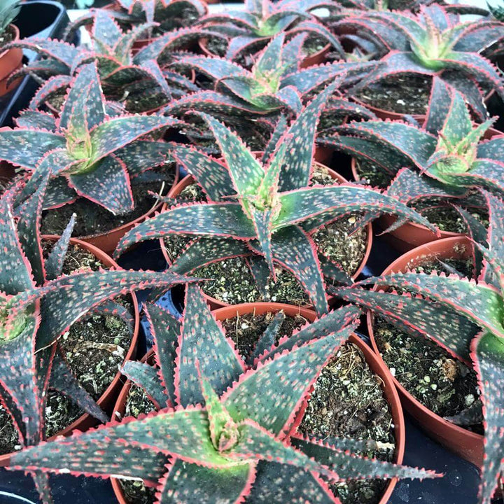 Christmas Carol (Aloe  'hybrid')