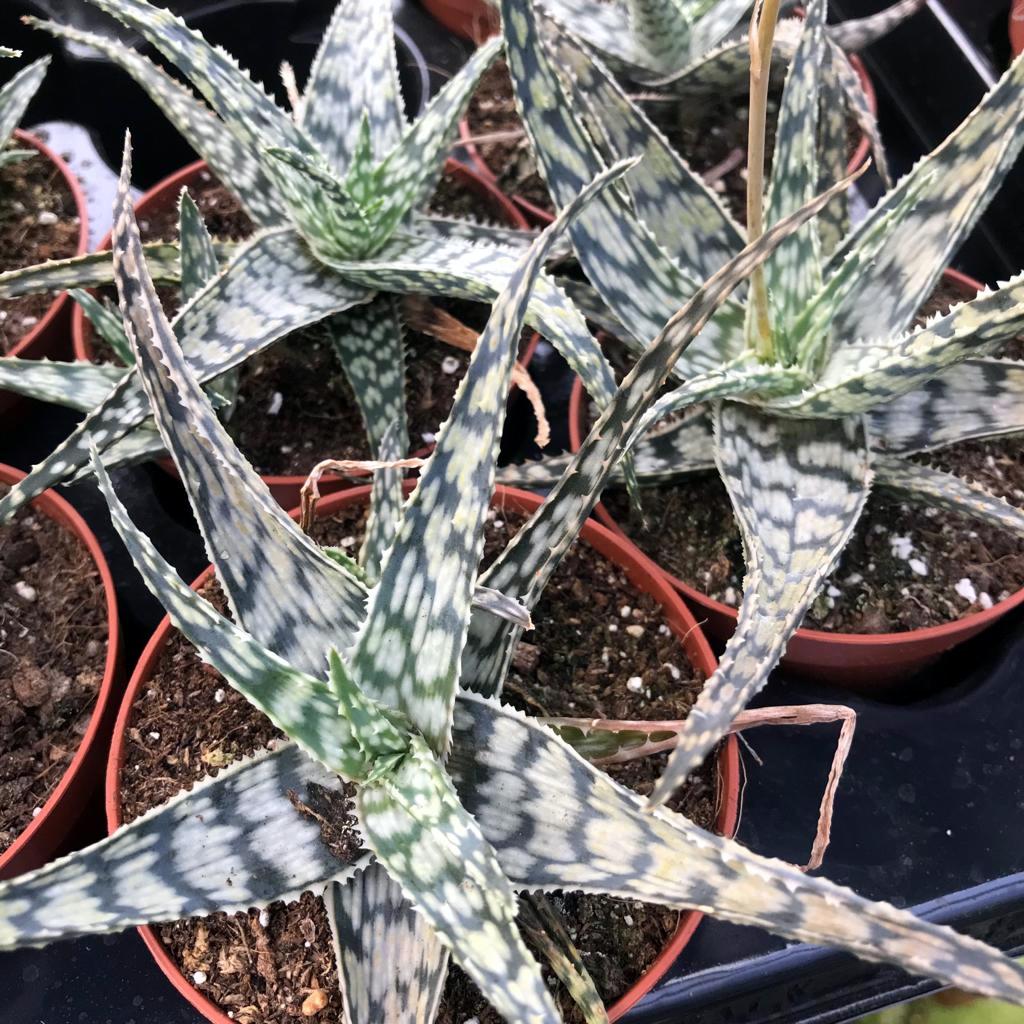 White Beauty (Aloe 'White Beauty')