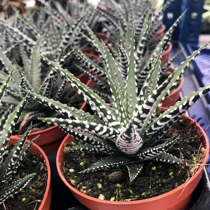 Zebra Plant (Harworthia fasciata)