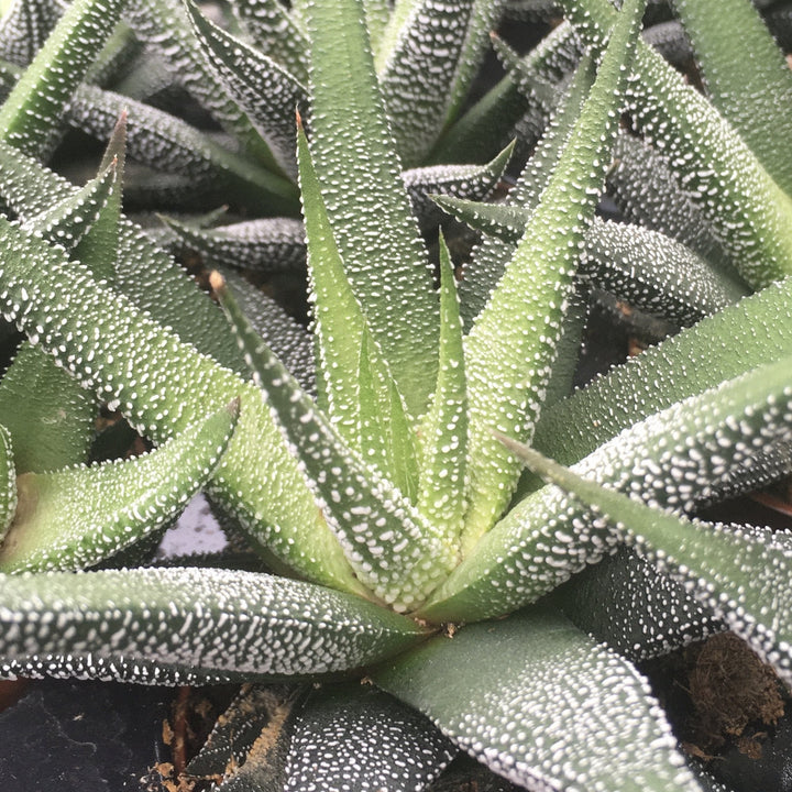 Zebra Plant (Harworthia fasciata)