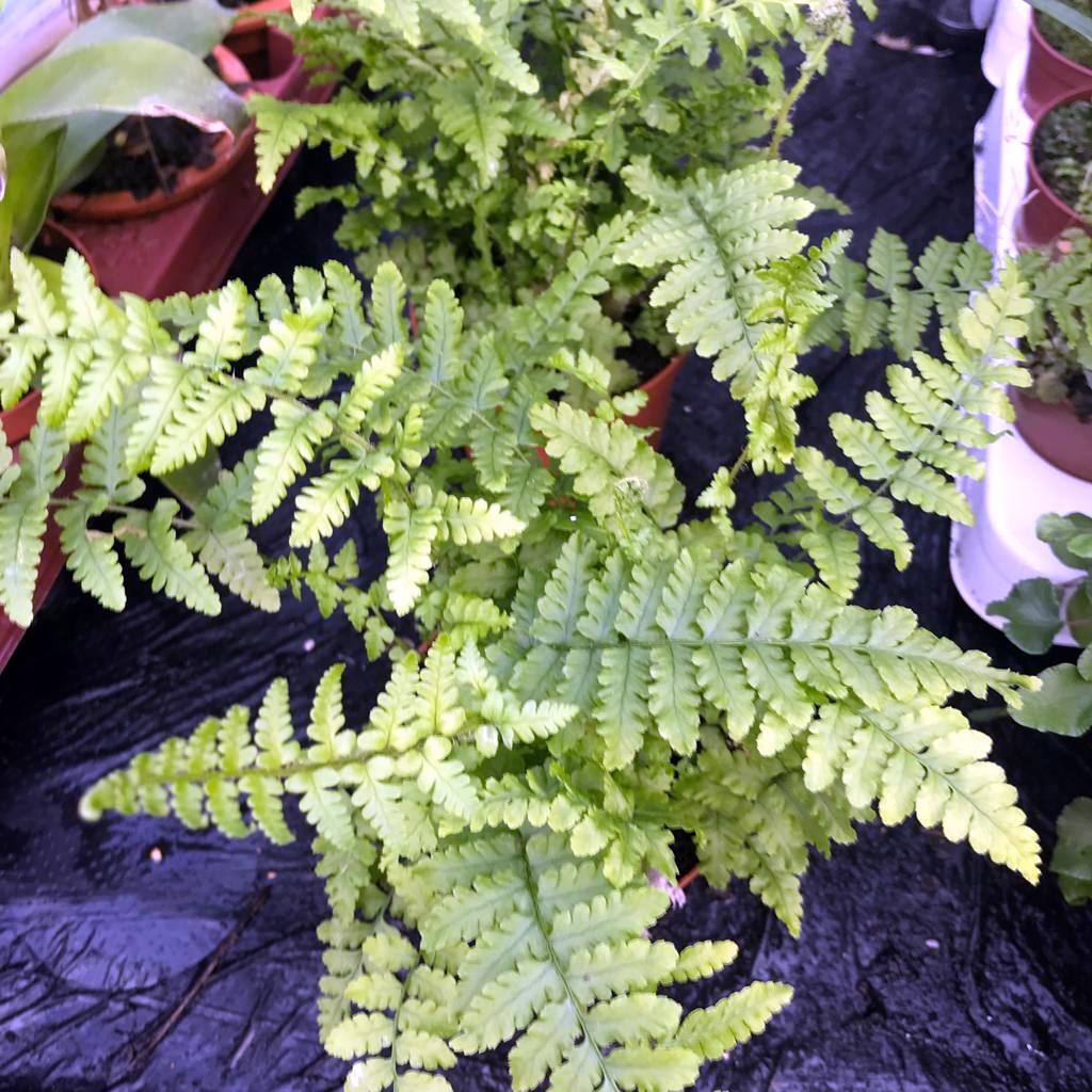 Maidenhair Fern (Adiantum sp.)