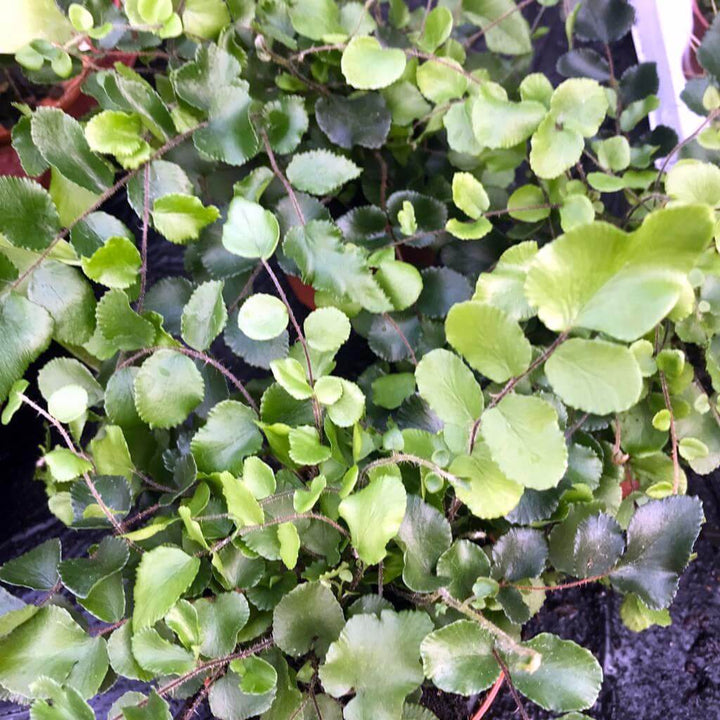 Button Fern (Pellaea rotundifolia)