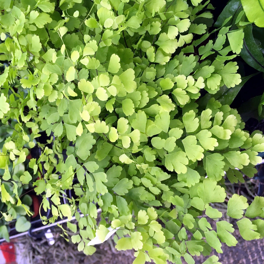 Maidenhair Fern (Adianthum fragans)