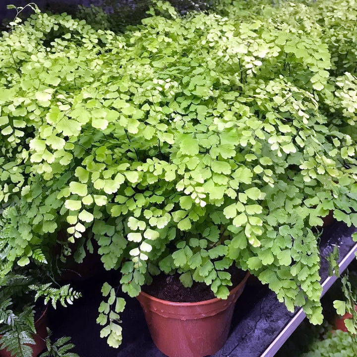 Maidenhair Fern (Adianthum fragans)