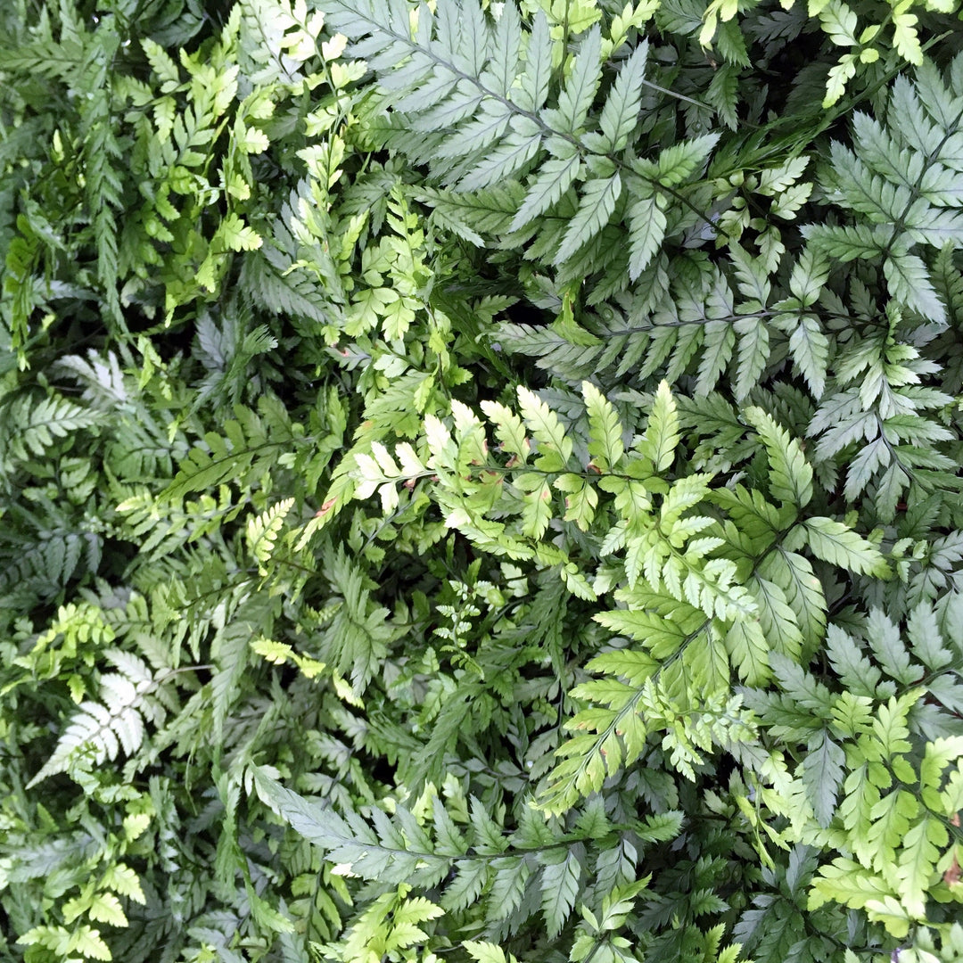 Lady Fern (Athyrium sp)