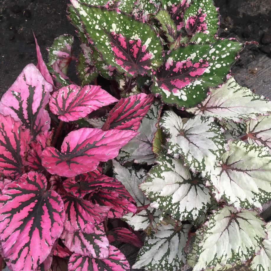 Begonia (Begonia sp.)