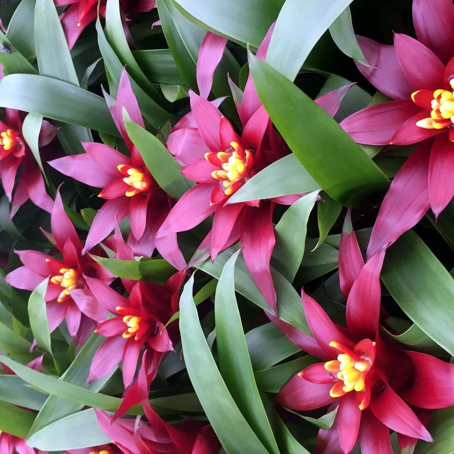 Bromeliad 'Purple' (Guzmania sp.)