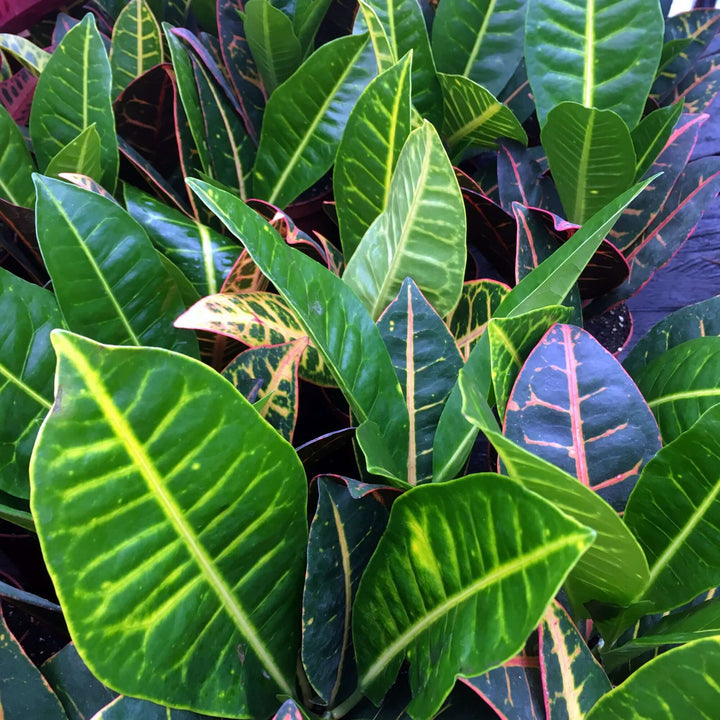 Garden Croton 'Nervia' (Codiaeum variegatum)