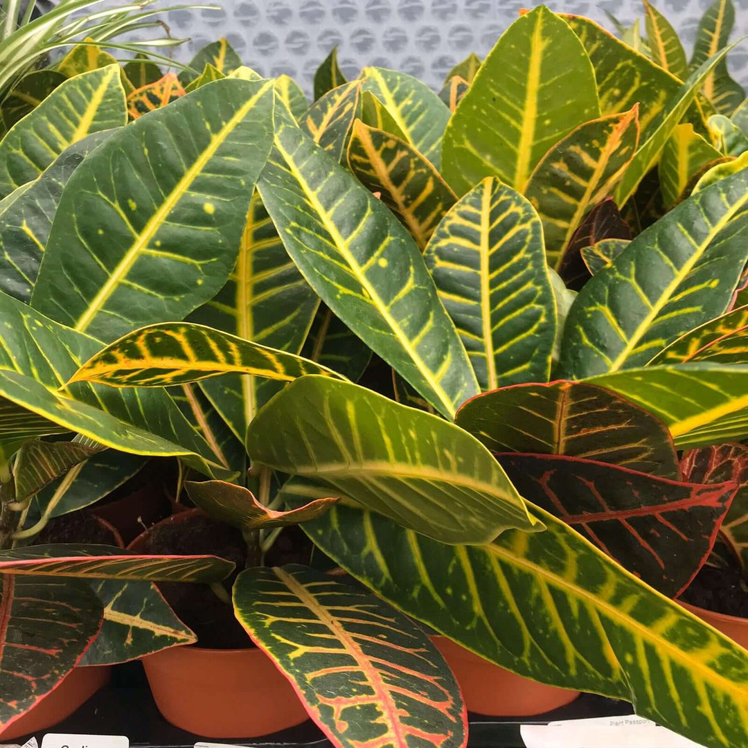 Garden Croton 'Nervia' (Codiaeum variegatum)