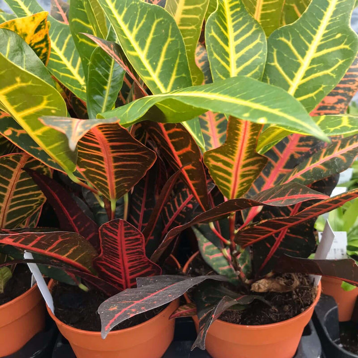 Garden Croton 'Petra' (Codiaeum variegatum)