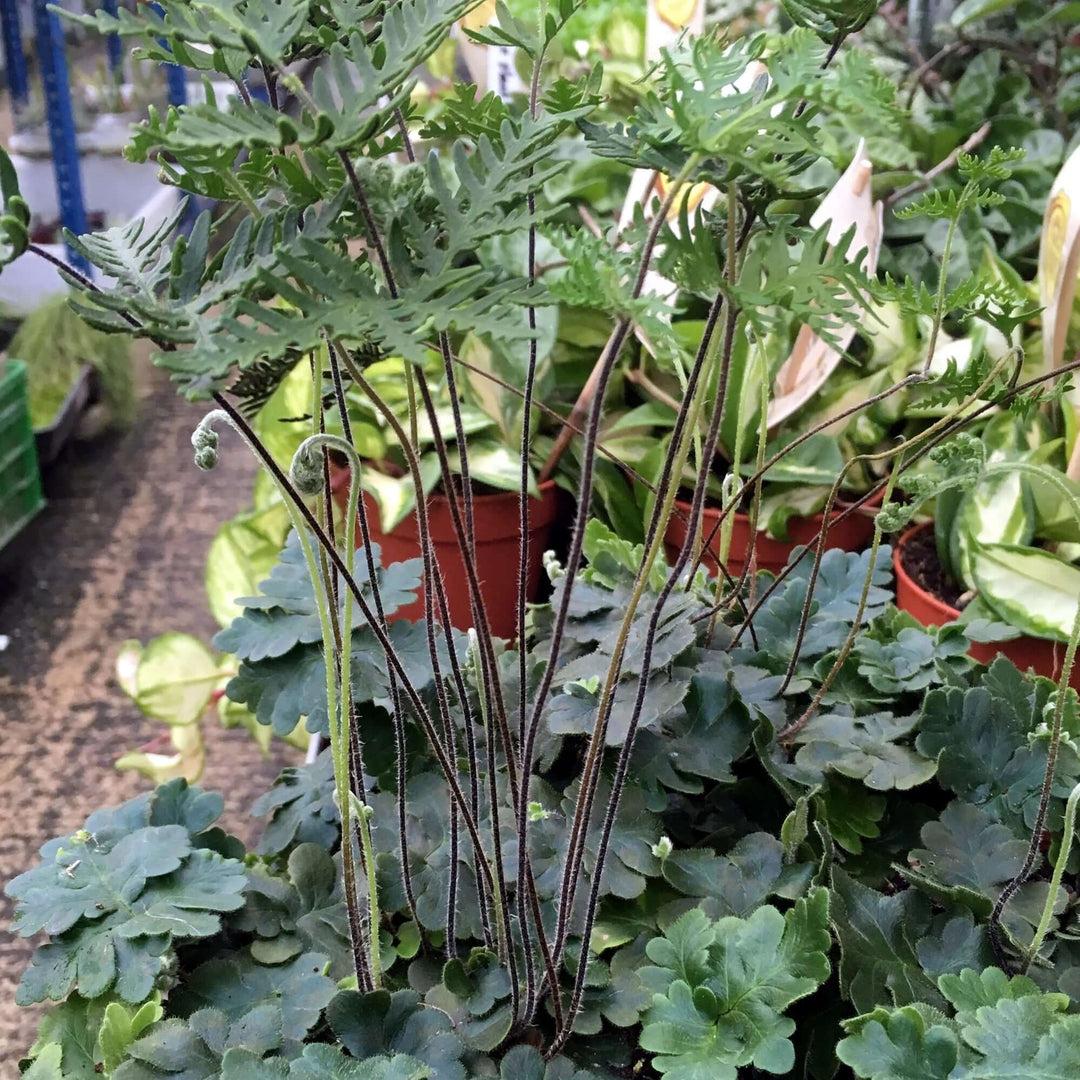 Antenna Fern (Doryopteris cordata)