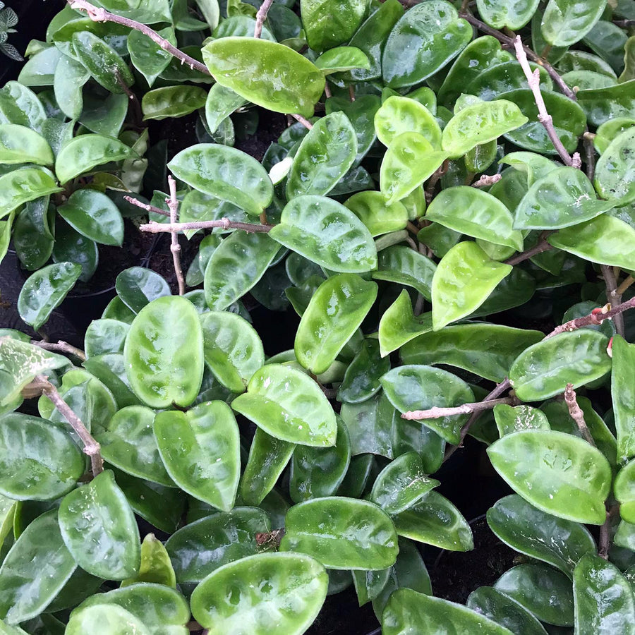 Wax Plant (Hoya carnosa)
