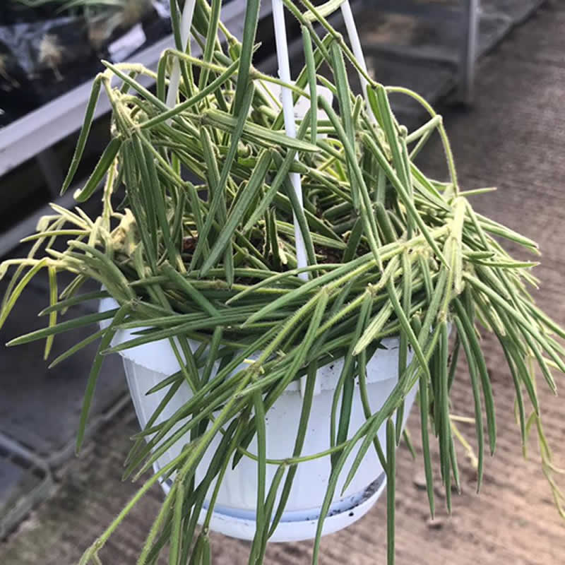 Wax Plant (Hoya carnosa)