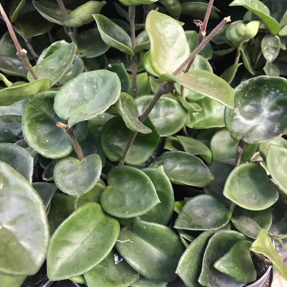 Wax Plant (Hoya carnosa)