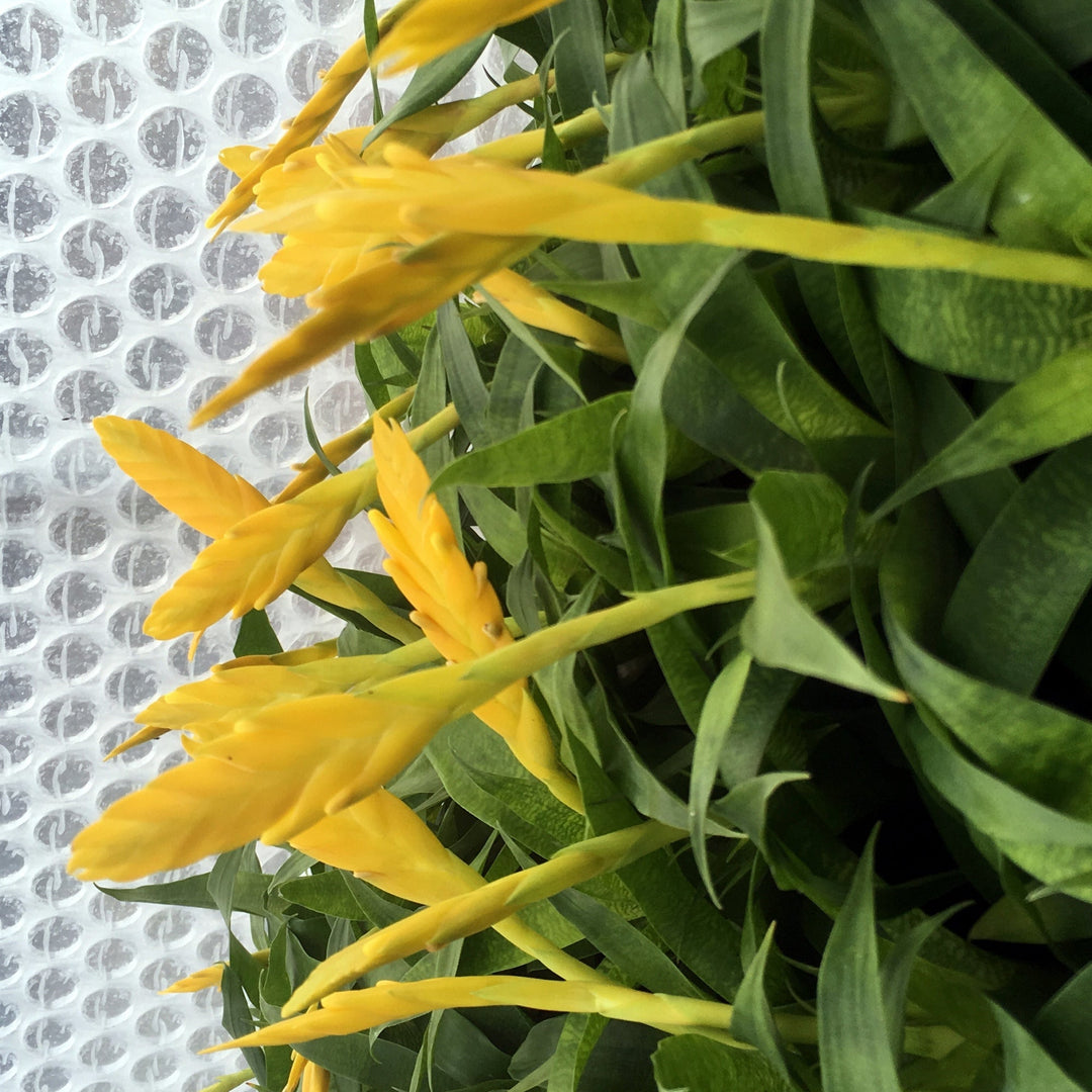 Yellow Spike Bromeliad (Vriesea ospinae)