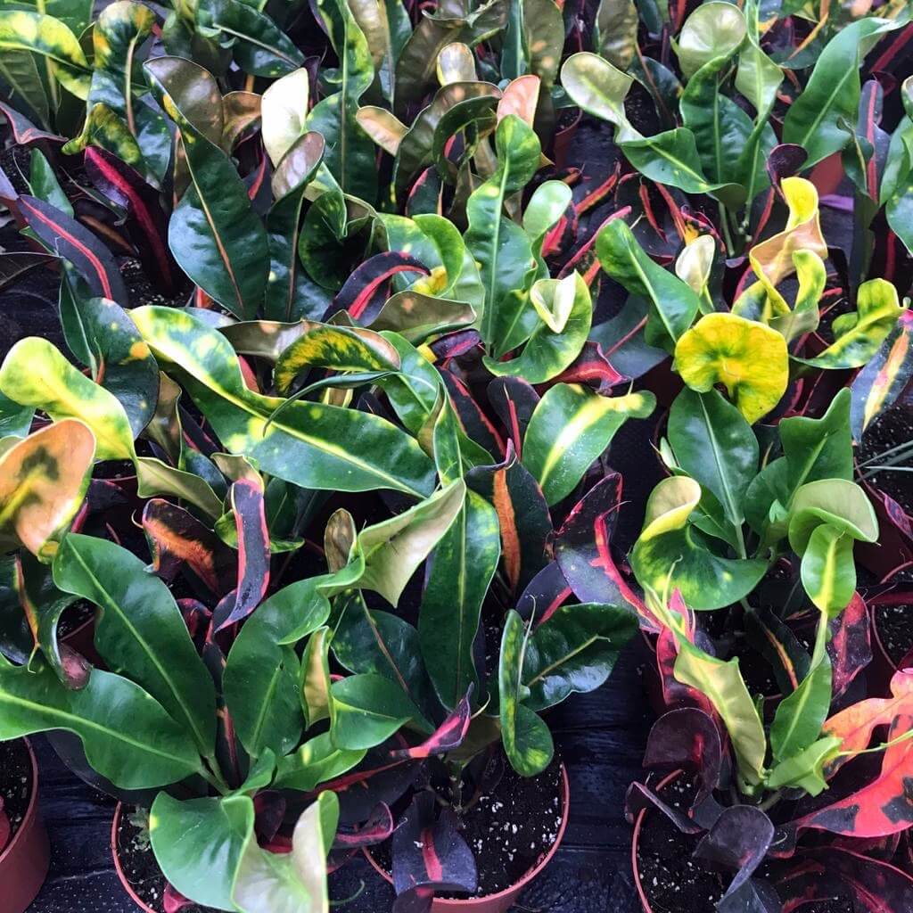 Garden Croton 'Mammy' (Codiaeum variegatum)