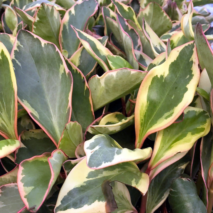 Red Edged Radiator Plant (Peperomia clusifolia)