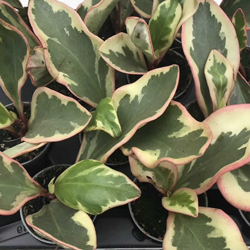 Red Edged Radiator Plant (Peperomia clusifolia)