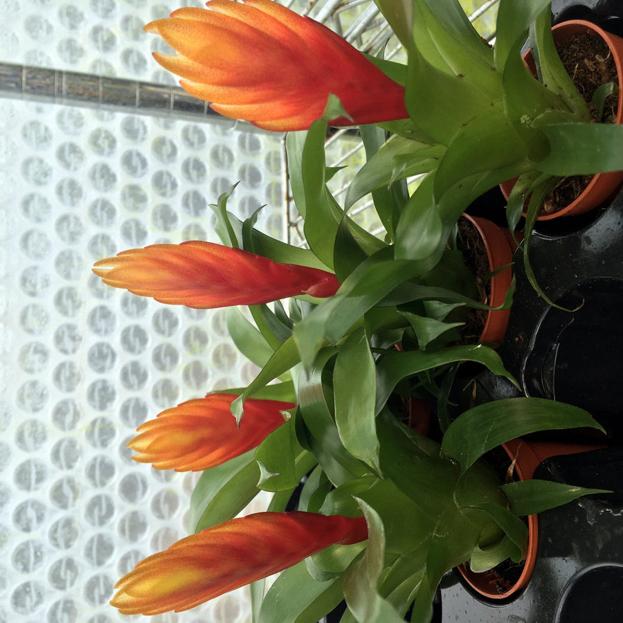 Orange Spike Bromeliad (Vriesea 'El Dorado')