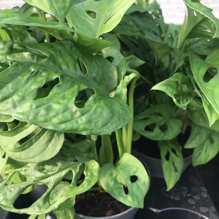 Monkey Mask Plant (Monstera obliqua leichtlinii)