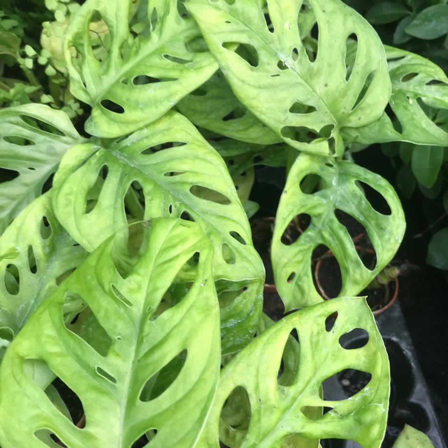 Monkey Mask Plant (Monstera obliqua leichtlinii)