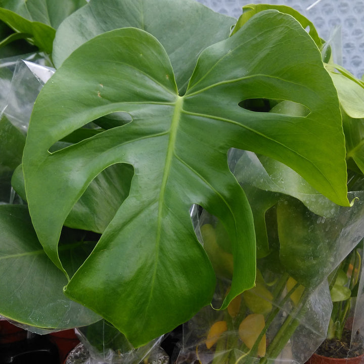 Swiss Cheese Plant (Monstera delicoisa)