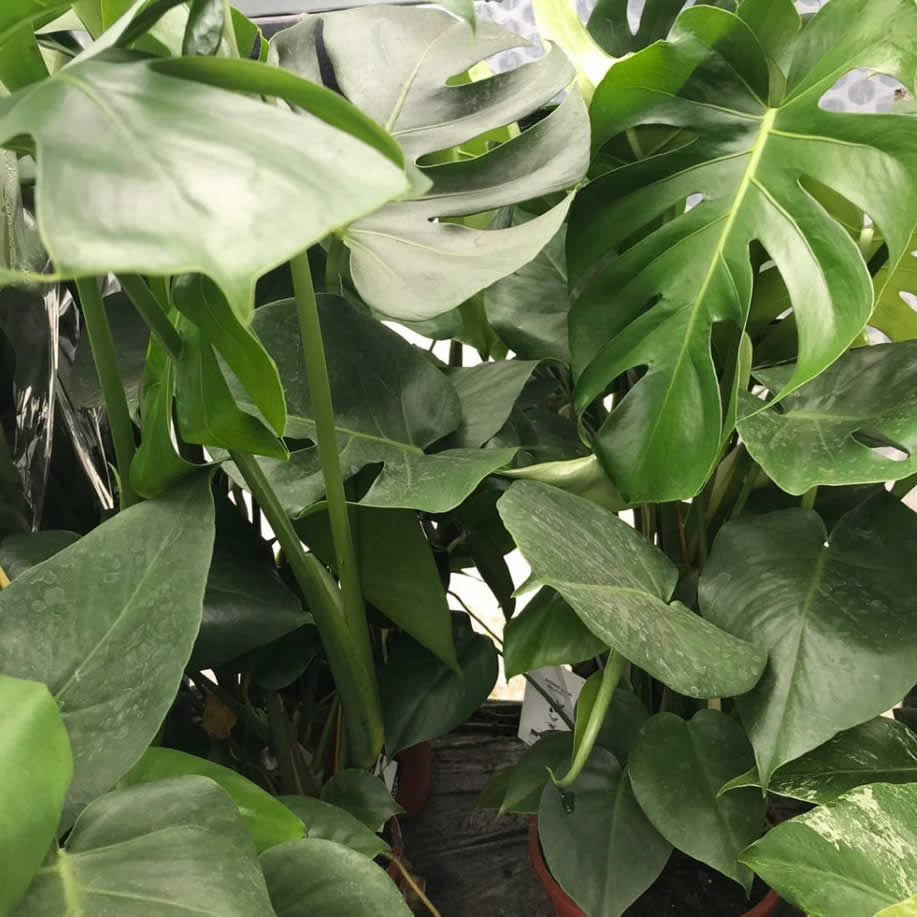 Swiss Cheese Plant (Monstera delicoisa)