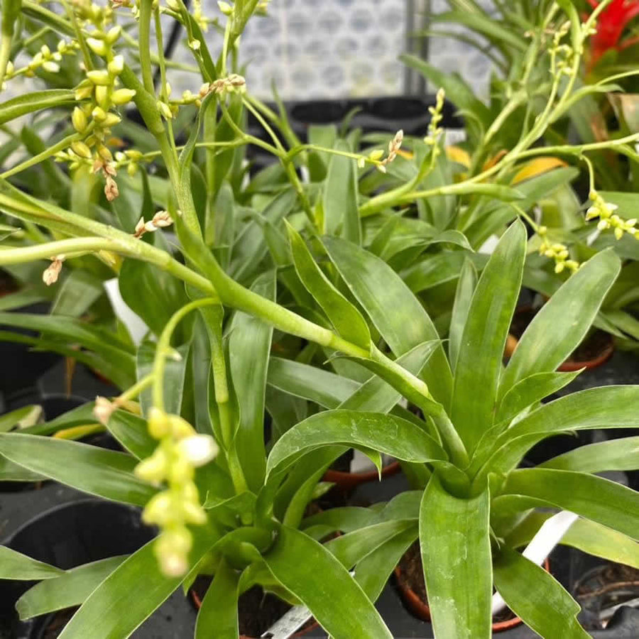 Catopsis Bromeliad (Catopsis morreniana)