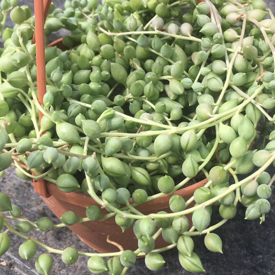 String of Pearls (Senecio rowleyanus)