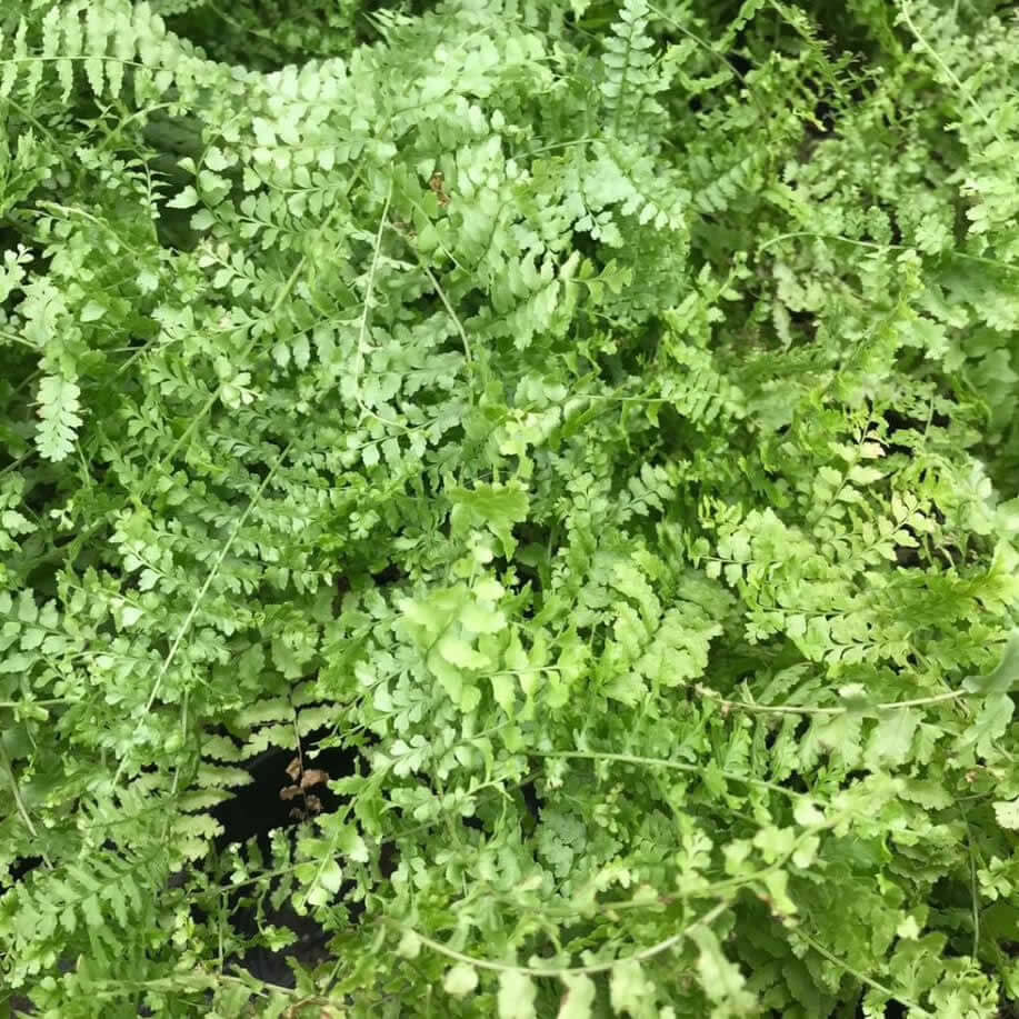 Boston Fern (Nephrolepis exaltata)