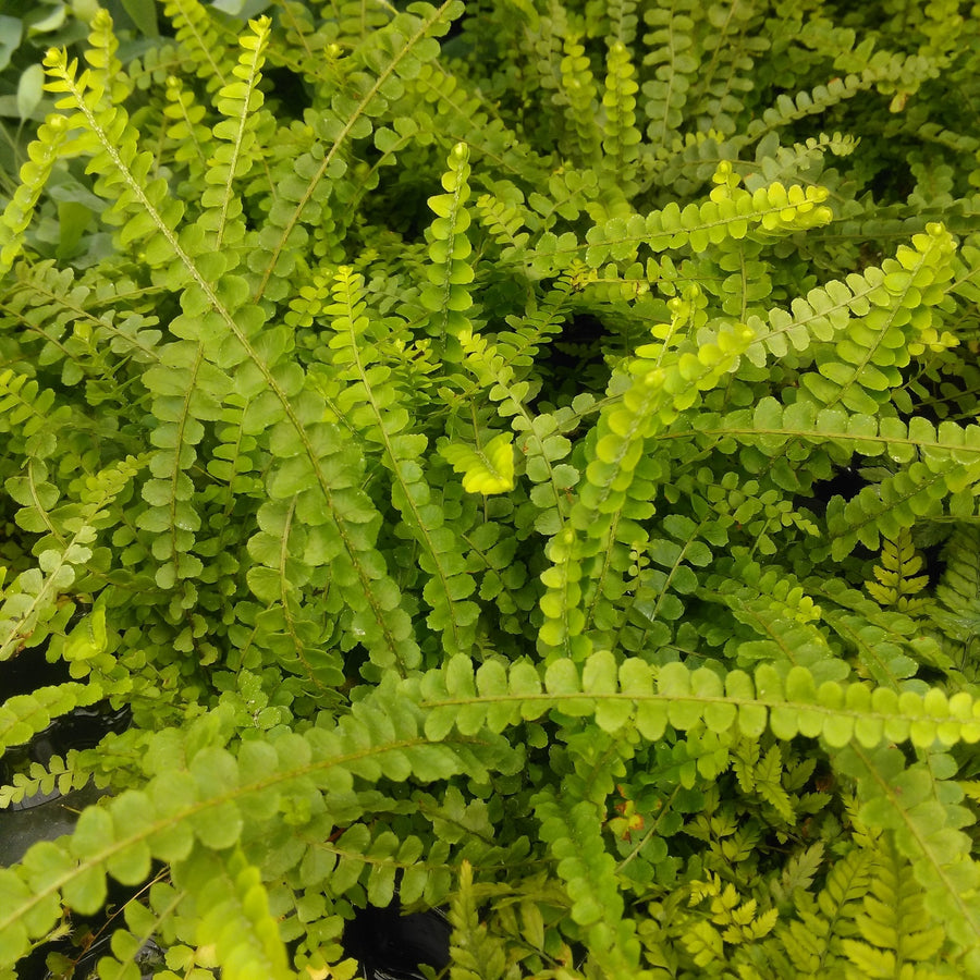 Sword Fern (Nephrolepis cordifolia)