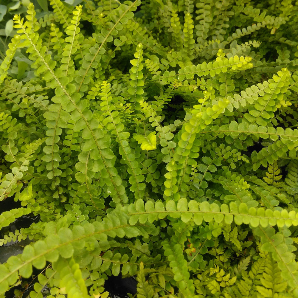 Sword Fern (Nephrolepis cordifolia)